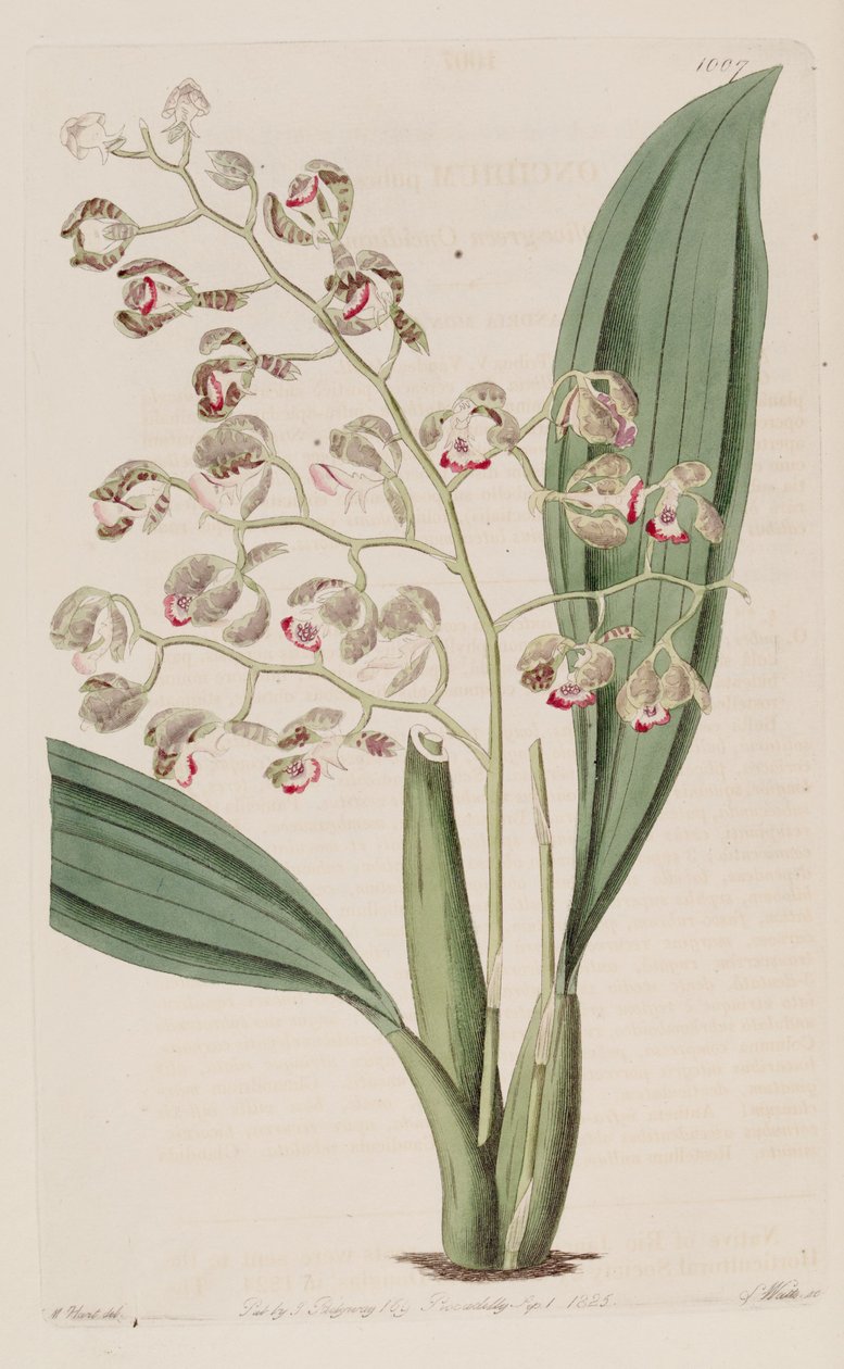 Kuva Oncidium -pubeista tekijältä Unbekannt Unbekannt