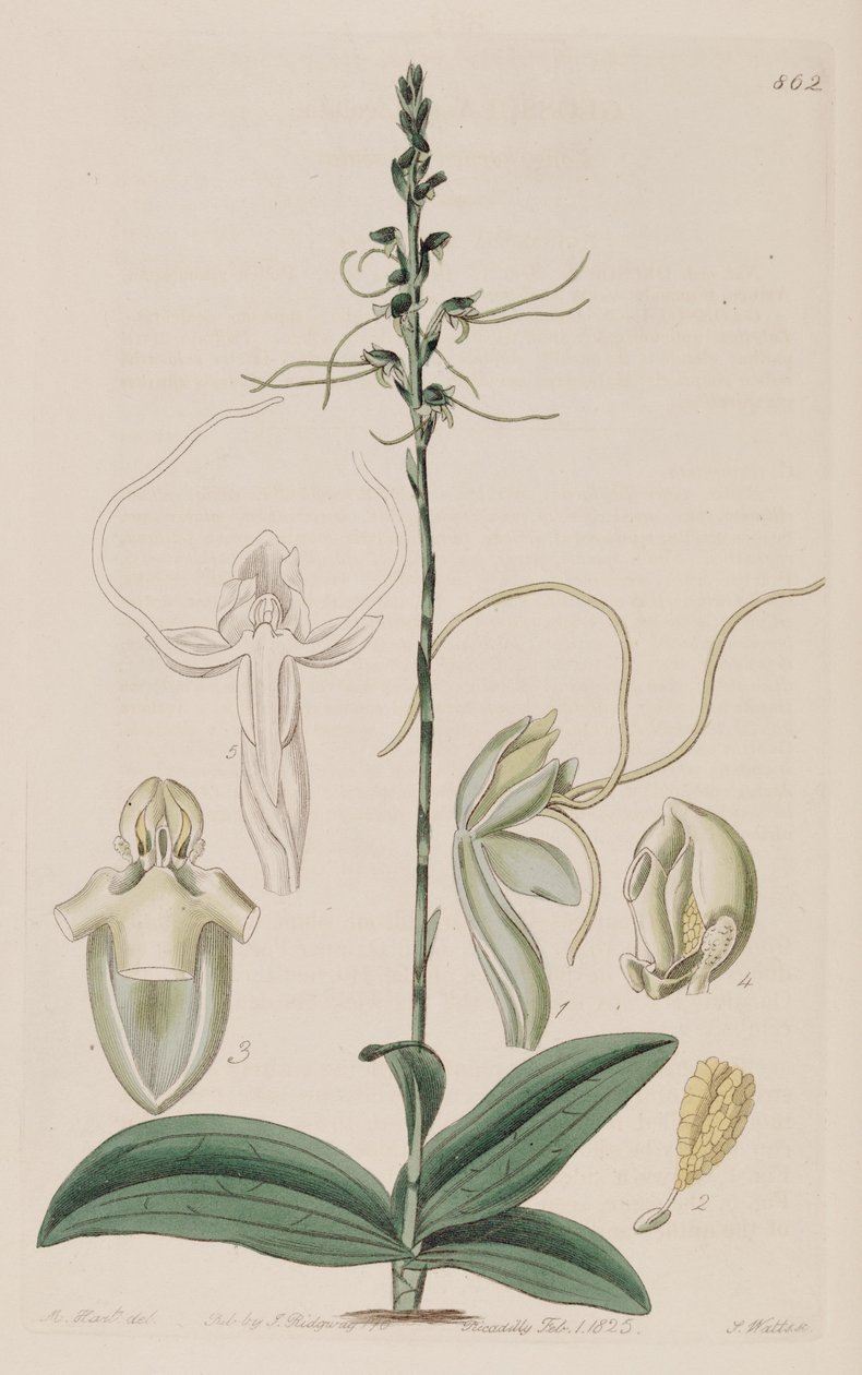Kuva Peristylus tentaculatus (syn. Glossula tentaculata) tekijältä Unbekannt Unbekannt