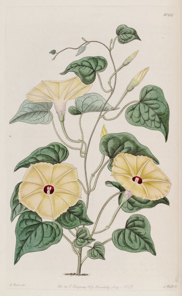 Ipomoea ochracea tekijältä Unbekannt Unbekannt