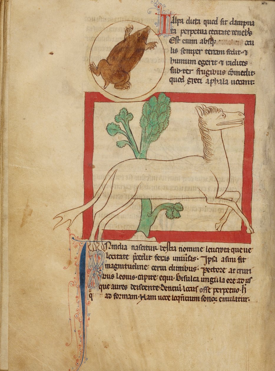 Northumberland Bestiary - myyrä tekijältä Unbekannt Unbekannt