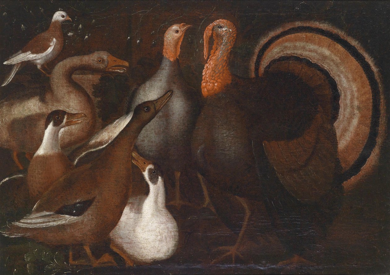 Puten, Enten und eine Taube tekijältä Unbekannt Unbekannt