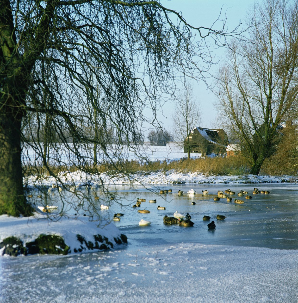 Duck Pond talvella lähellä Finchingfieldiä Essexissä tekijältä Unbekannt Unbekannt
