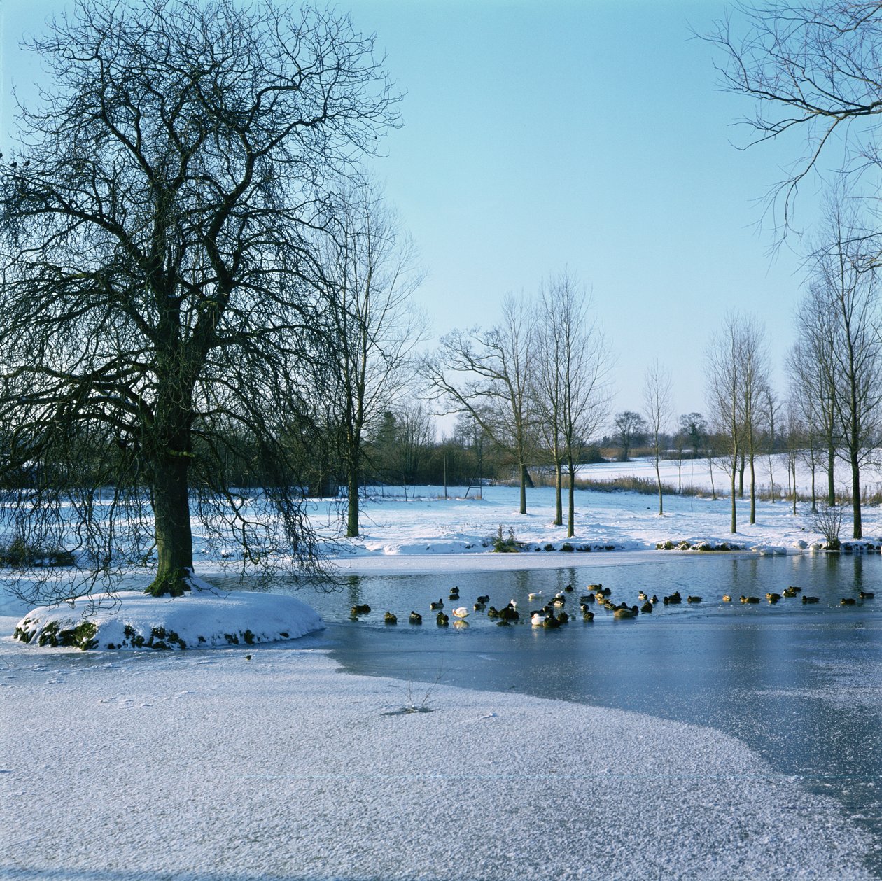 Ducks in the Snow lähellä Finchingfieldiä Essexissä tekijältä Unbekannt Unbekannt