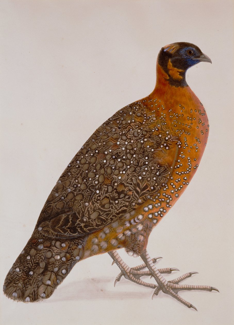 Tekijä tuntematon, Intia - Crimson Horned Pheasant (Satyr Tragopan) tekijältä Unbekannt Unbekannt