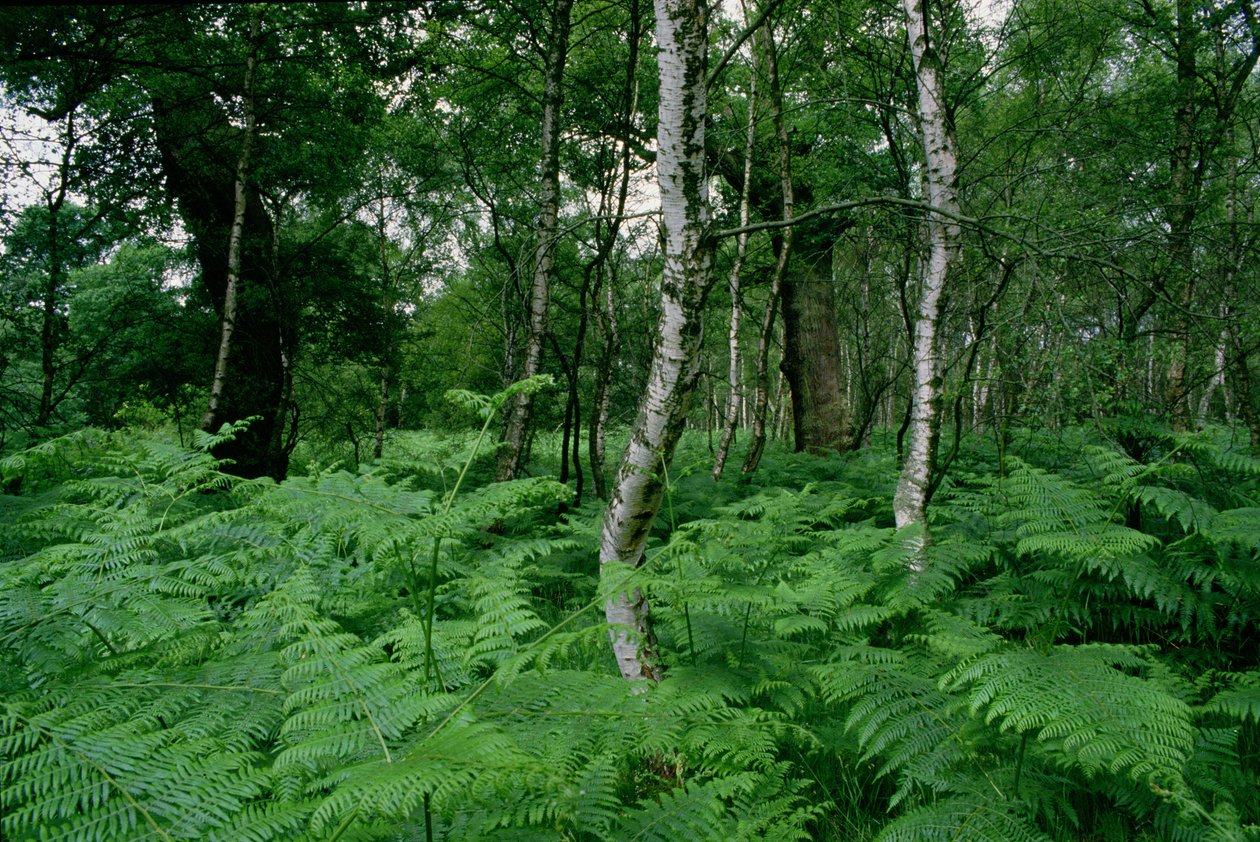 Hopeakoivuja ja saniaisia, Sherwood Forest tekijältä Unbekannt Unbekannt