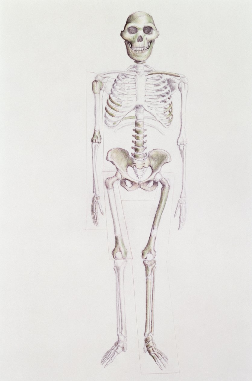 Australopithecus africanuksen luuranko tekijältä Unbekannt Unbekannt
