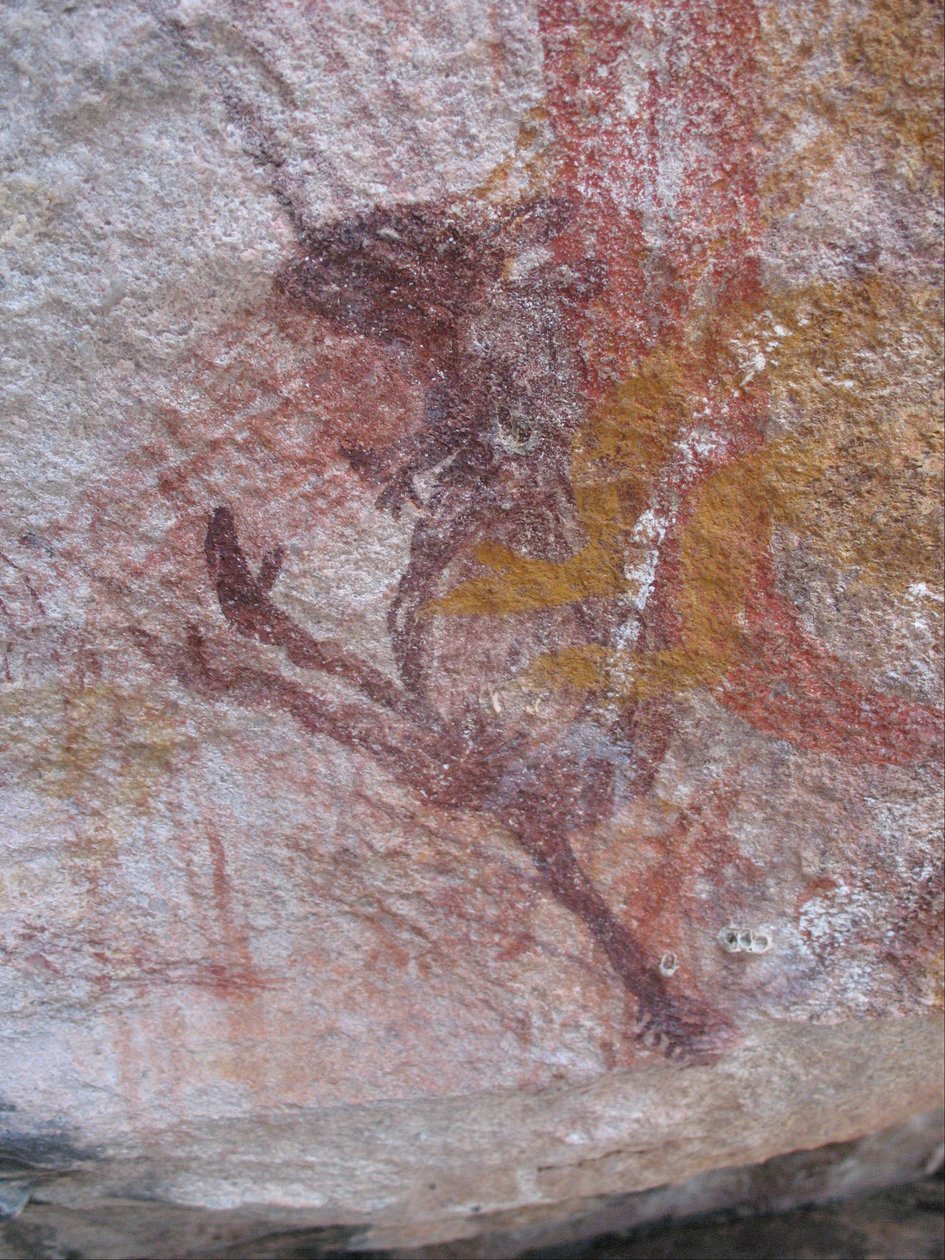 Pieni violetti wallaby tekijältä Unbekannt Unbekannt