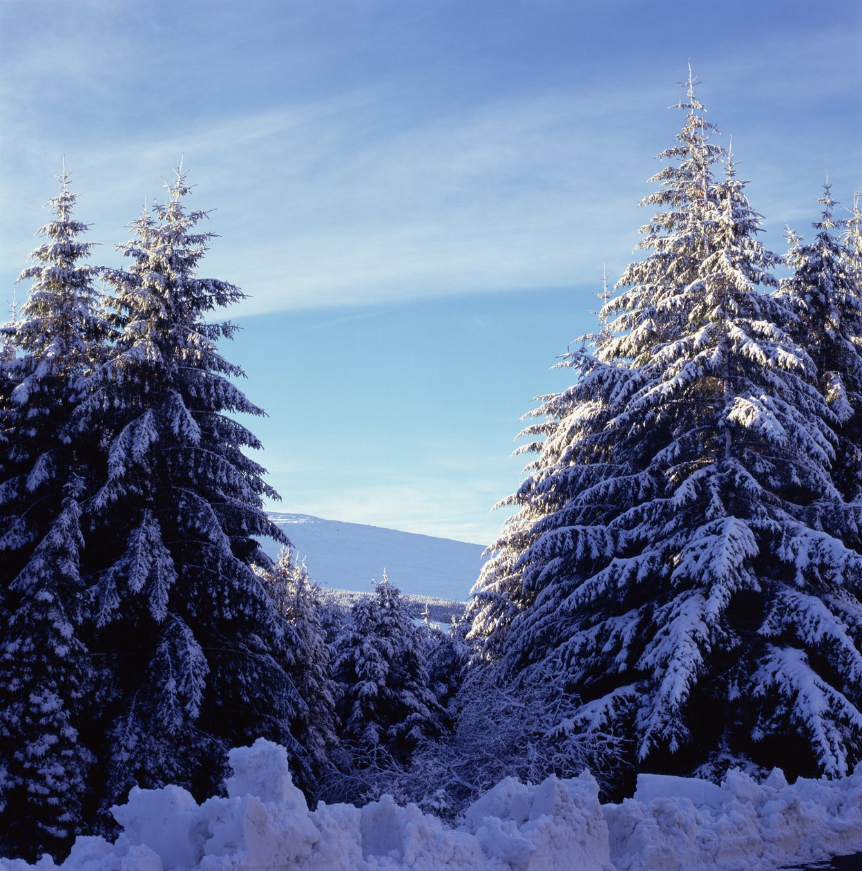 Lumiset kuuset Wicklow-vuorilla tekijältä Unbekannt Unbekannt
