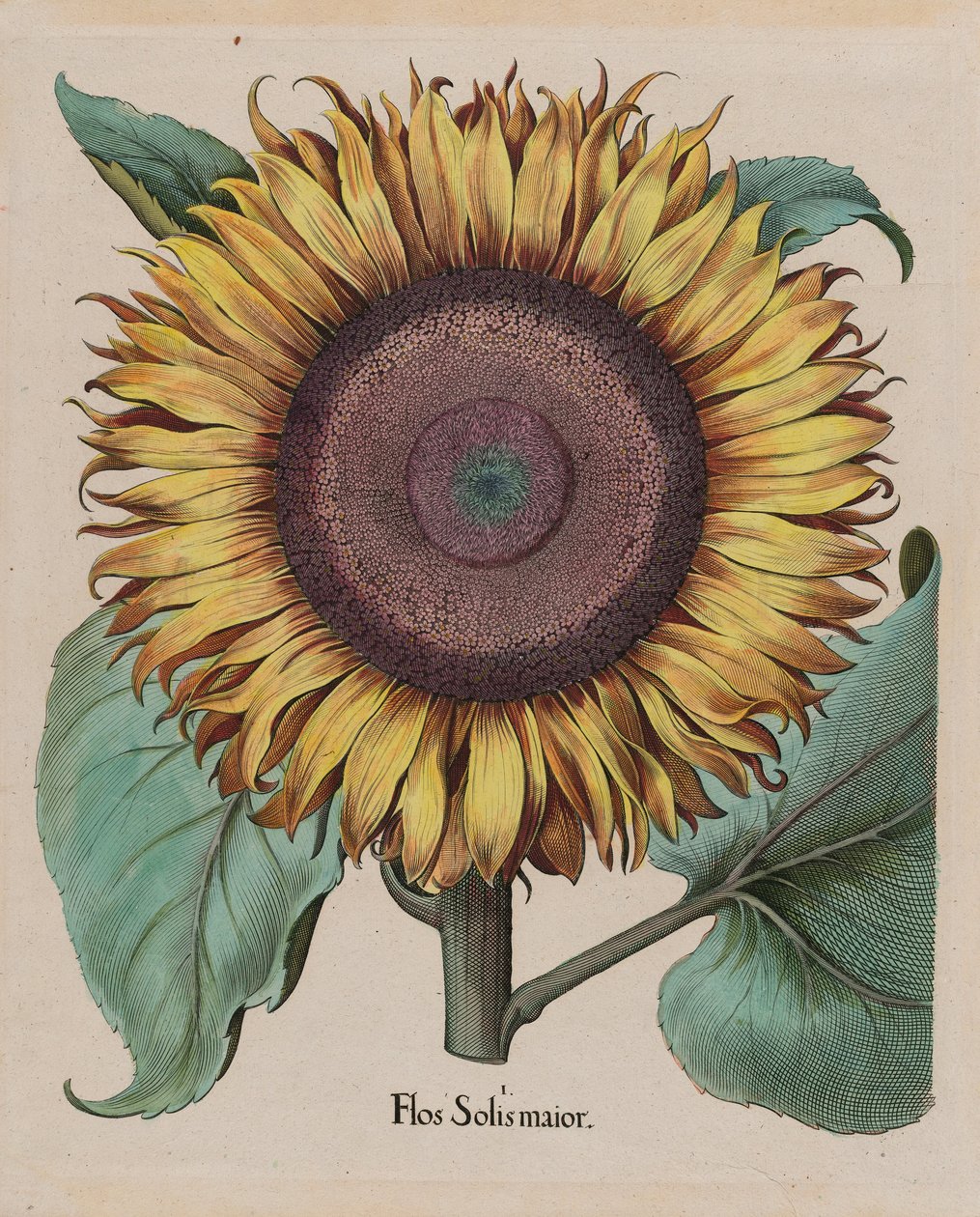 Tuntematon taiteilija - Suuri auringonkukka (Flos Solis Maior), levy 1 osasta 5, B.Besler, Hortus Eystettensis, 1713 edit ... tekijältä Unbekannt Unbekannt