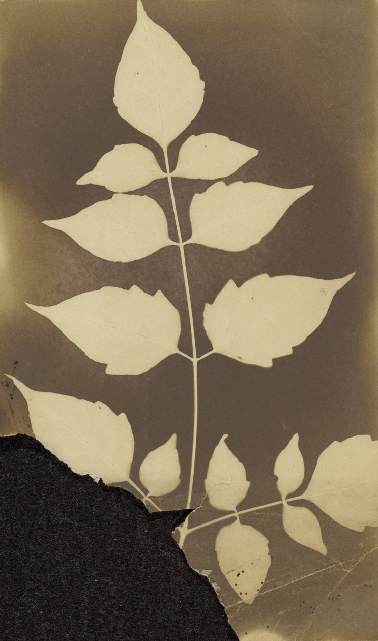 Tuntematon valmistaja, brittiläinen, aktiivinen Intia noin 1843 - (Branch with Leaves) tekijältä Unbekannt Unbekannt