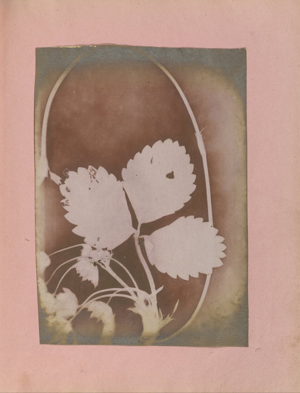 Tuntematon valmistaja, brittiläinen, aktiivinen Intia noin 1843 - (Plant Branch with Leaves and Flowers) tekijältä Unbekannt Unbekannt