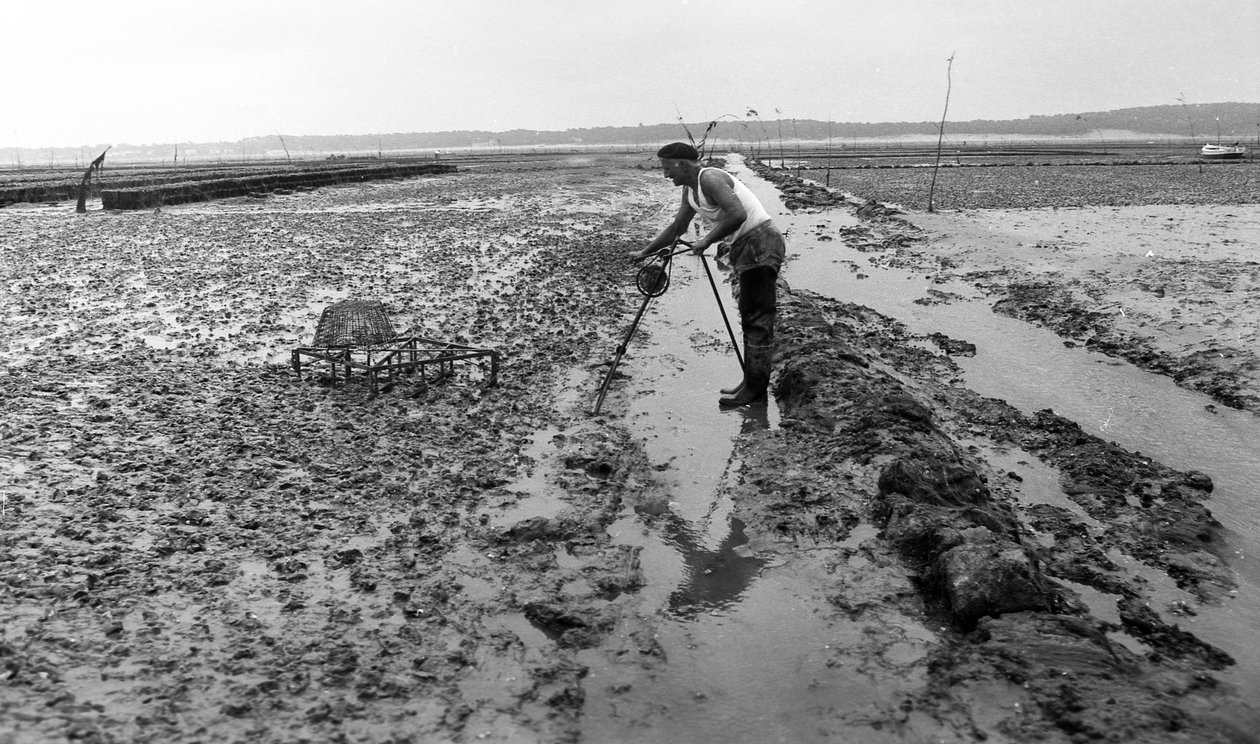 6080 A8a Ostreicular Vendee Oysterissä elokuussa 1974 tekijältä Unbekannt