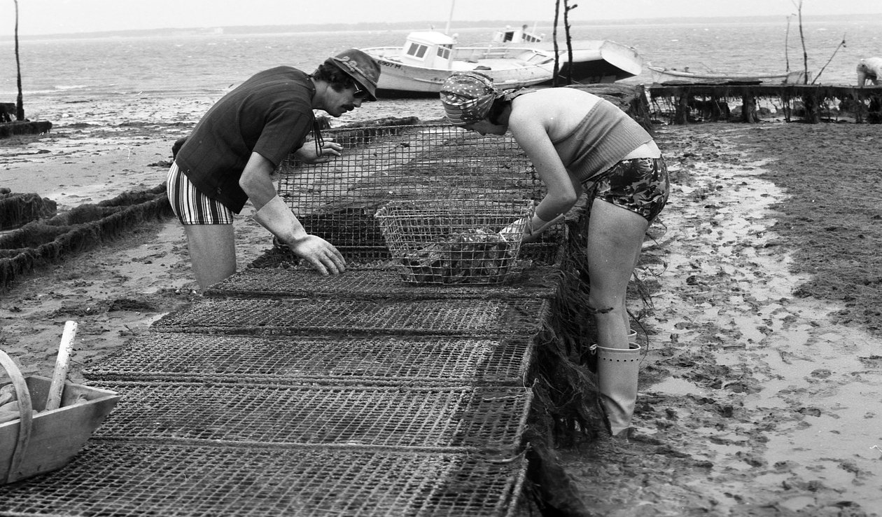 6080 C18 Ostregrower Vendee Oysterissä elokuussa 1974 tekijältä Unbekannt
