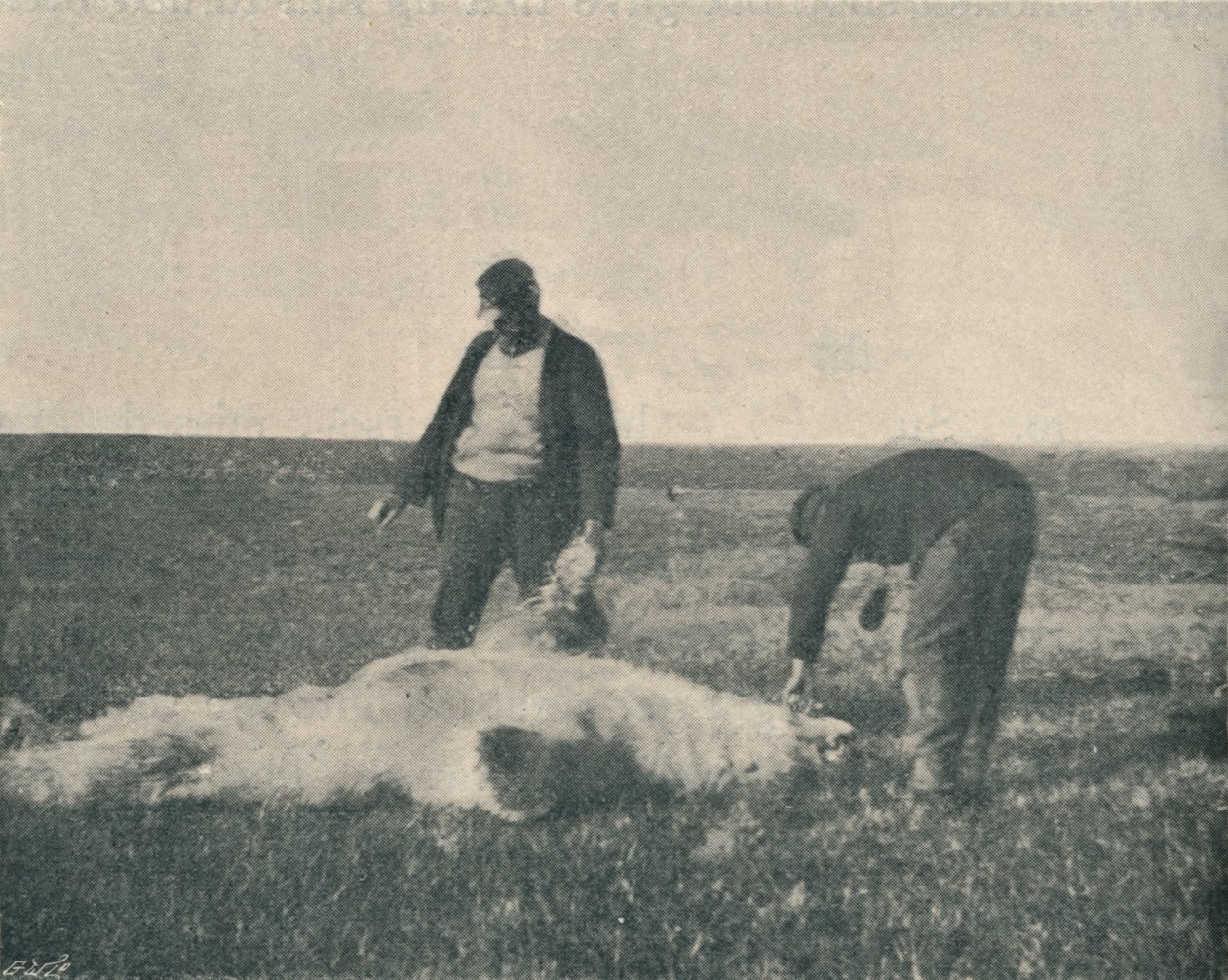 Kuollut karhu Porosaarella 21. elokuuta 1893, 1893 1897 tekijältä Unbekannt