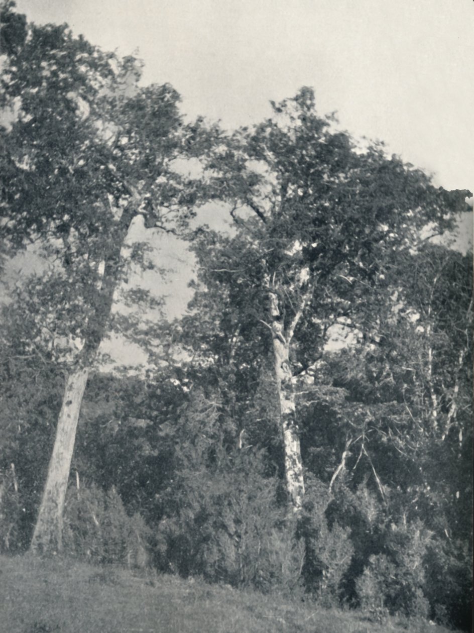 Etelämantereen pyökkimetsä Temucossa, 1911 tekijältä Unbekannt