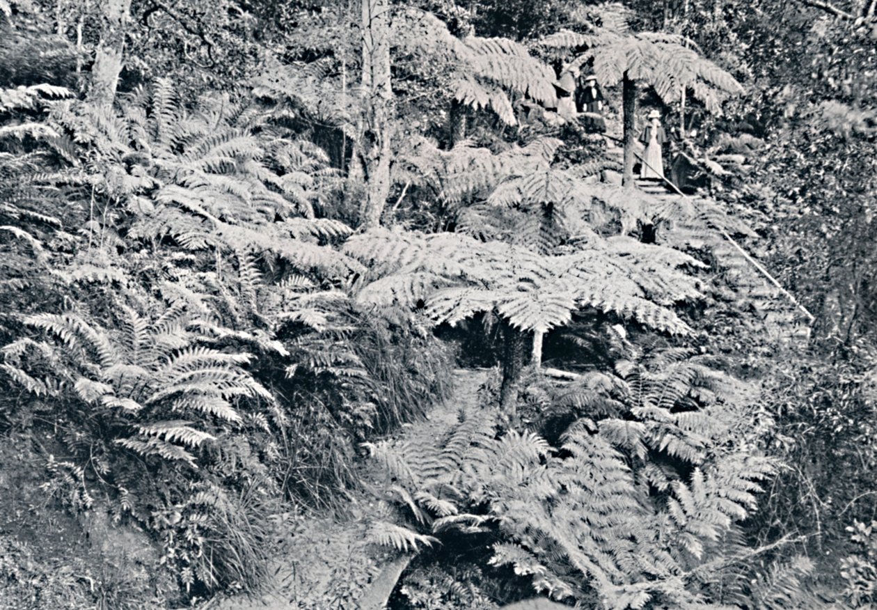 Saniaisten metsä, Leura, Blue Mountains, c1900. tekijältä Unbekannt