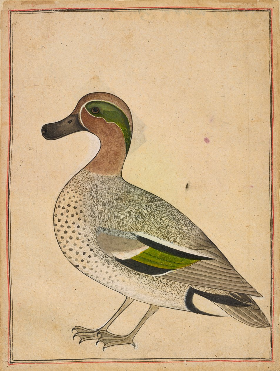 Vihreäsiipinen tavi, n. 1730. tekijältä Unbekannt