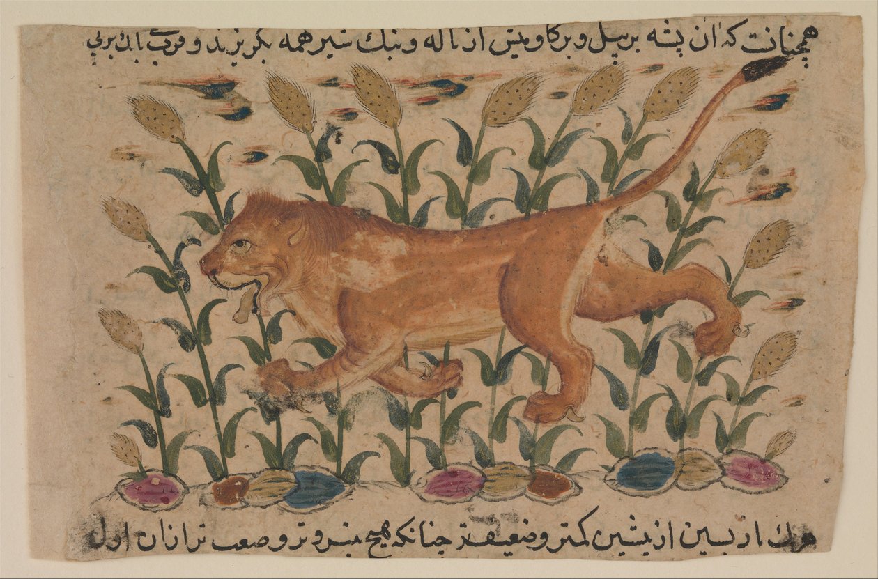Leijona, folio Shahmardan ibn Abi