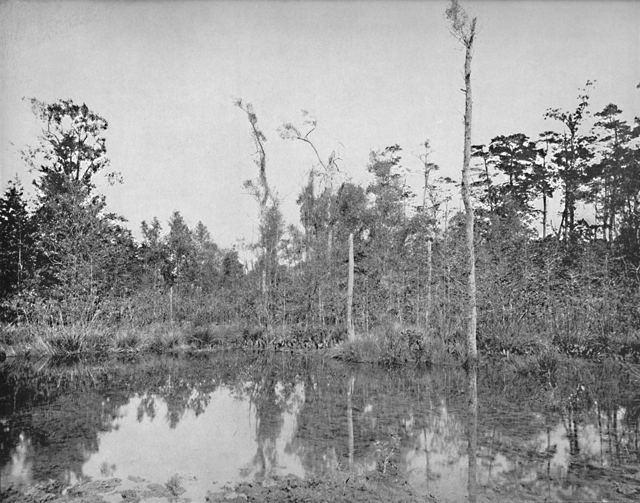 Louisianan suo, vuodelta 1897. tekijältä Unbekannt