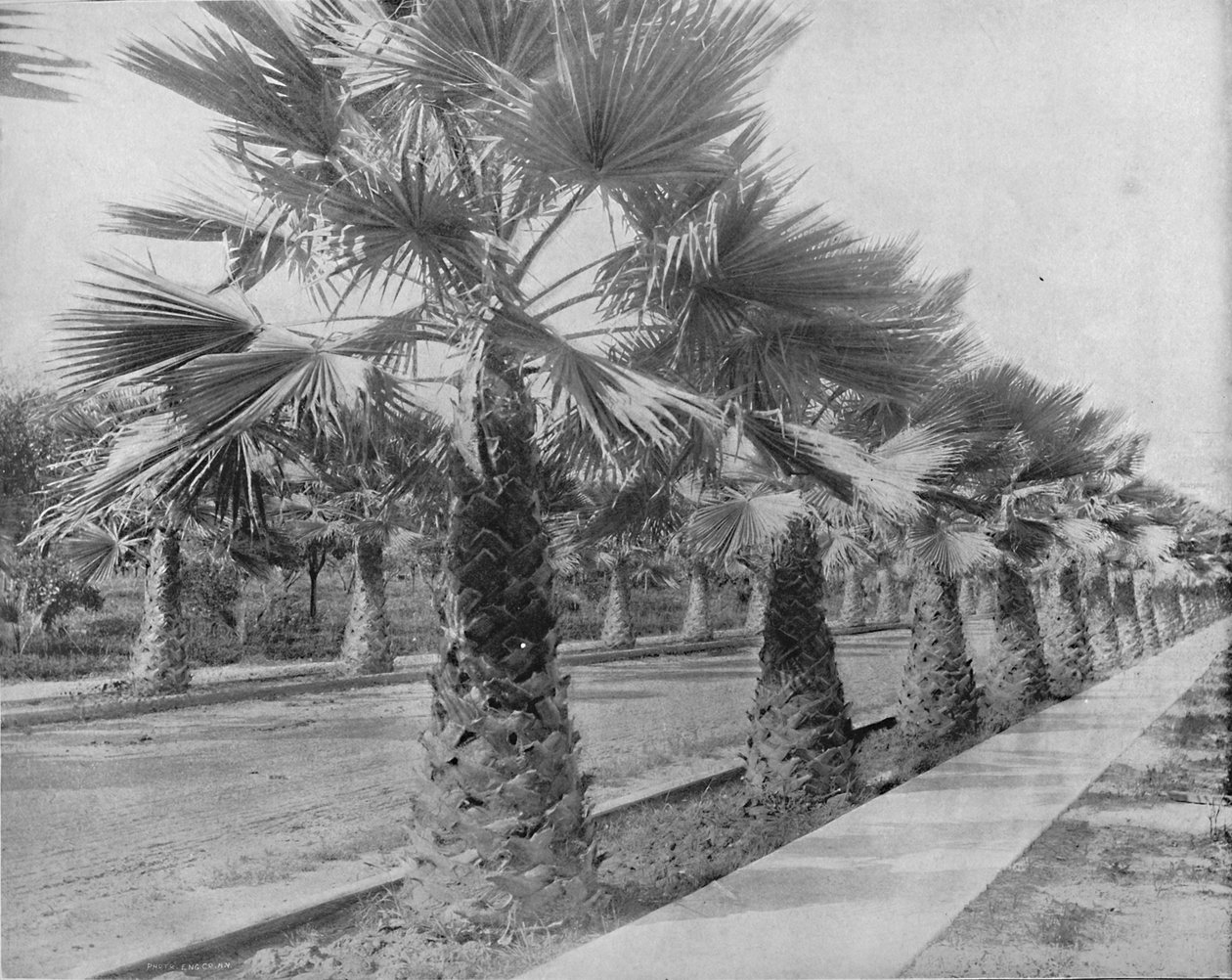 Palm Avenue Los Angelesissa Kaliforniassa, vuonna 1897. tekijältä Unbekannt
