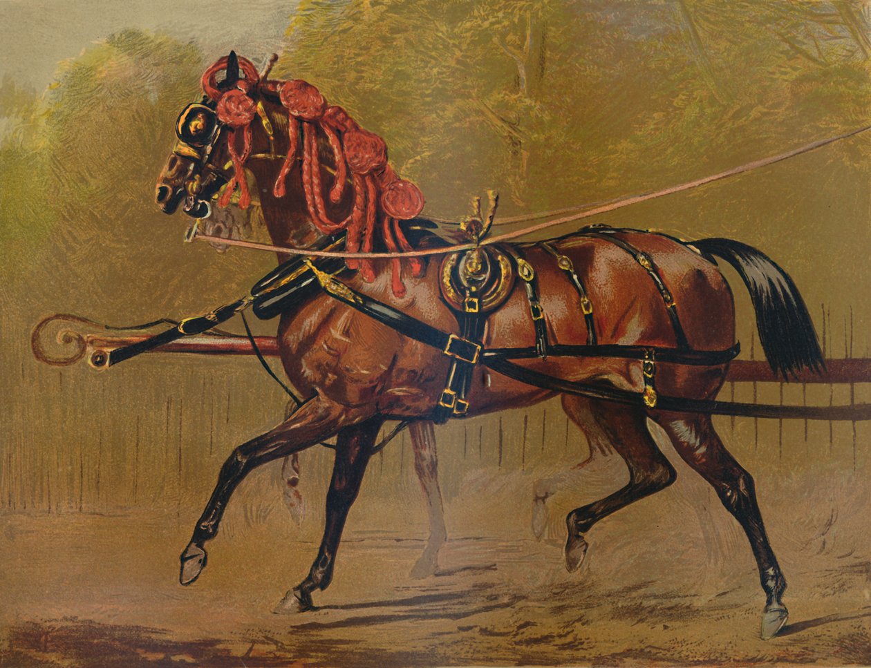 Valtion vaunuhevonen, c1879. tekijältä Unbekannt