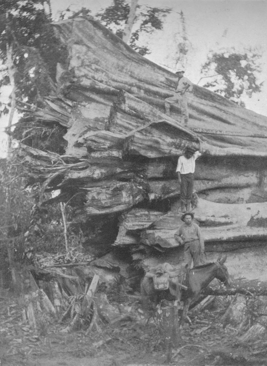 Iso pala brasilialaista puuta, 1914 tekijältä Unbekannt