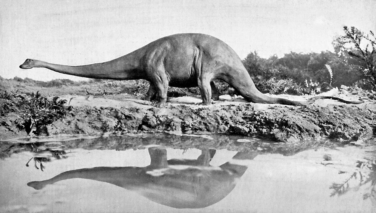 Diplodocus, 1900-luku tekijältä Unbekannt