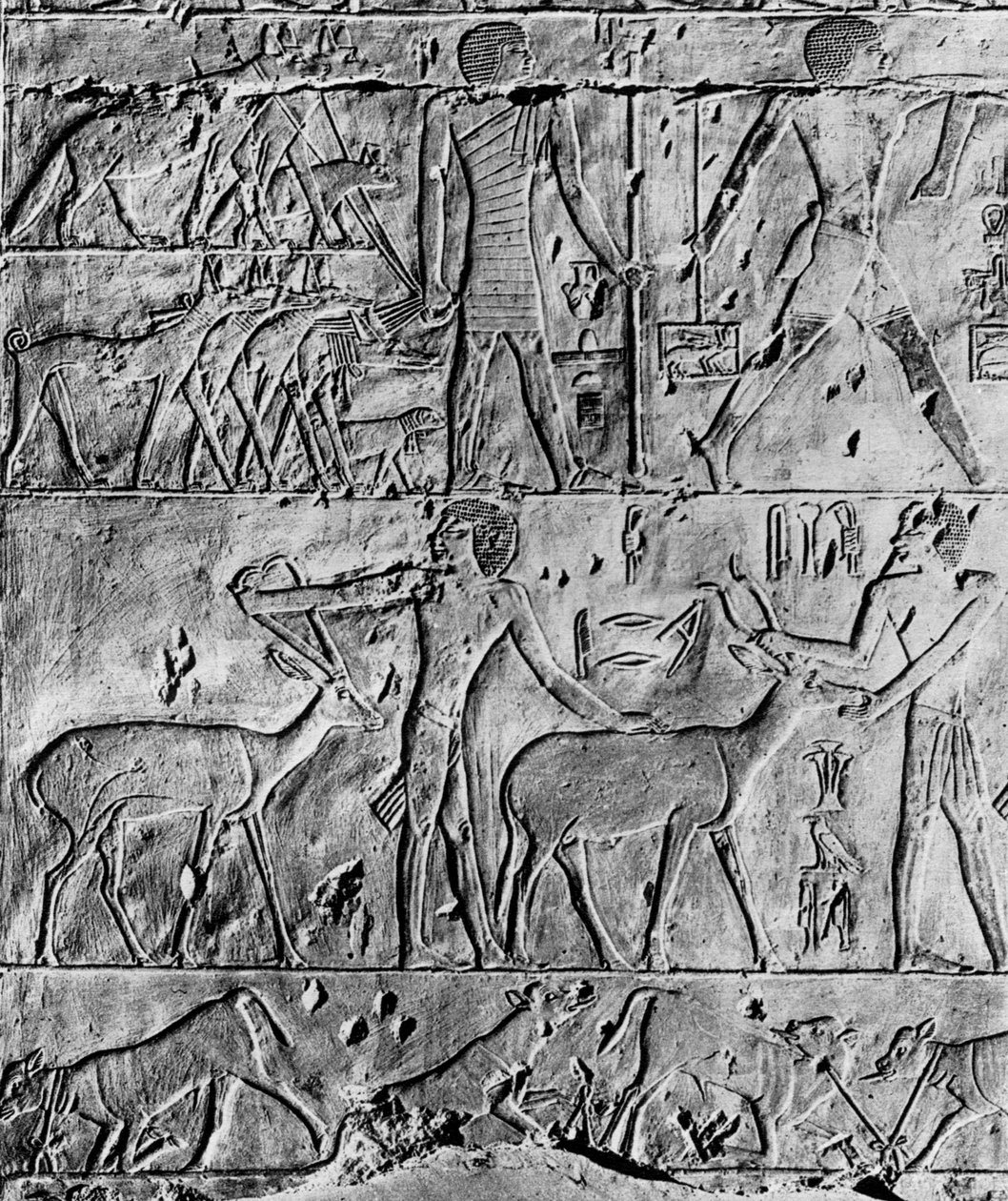 Metsästyskohtaus Ptahhotepin haudasta lähellä Saqqaraa, Egypti, n. 2650 eKr. 1936 tekijältä Unbekannt