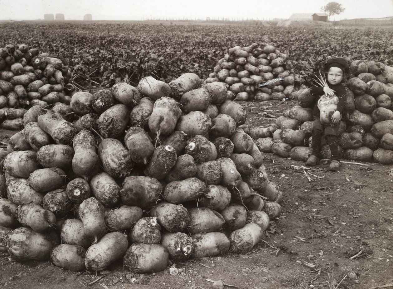 Pieni tyttö, jolla on kasoja korjattuja naurisia, lähellä Landskronaa, Ruotsi, 1910 tekijältä Unbekannt
