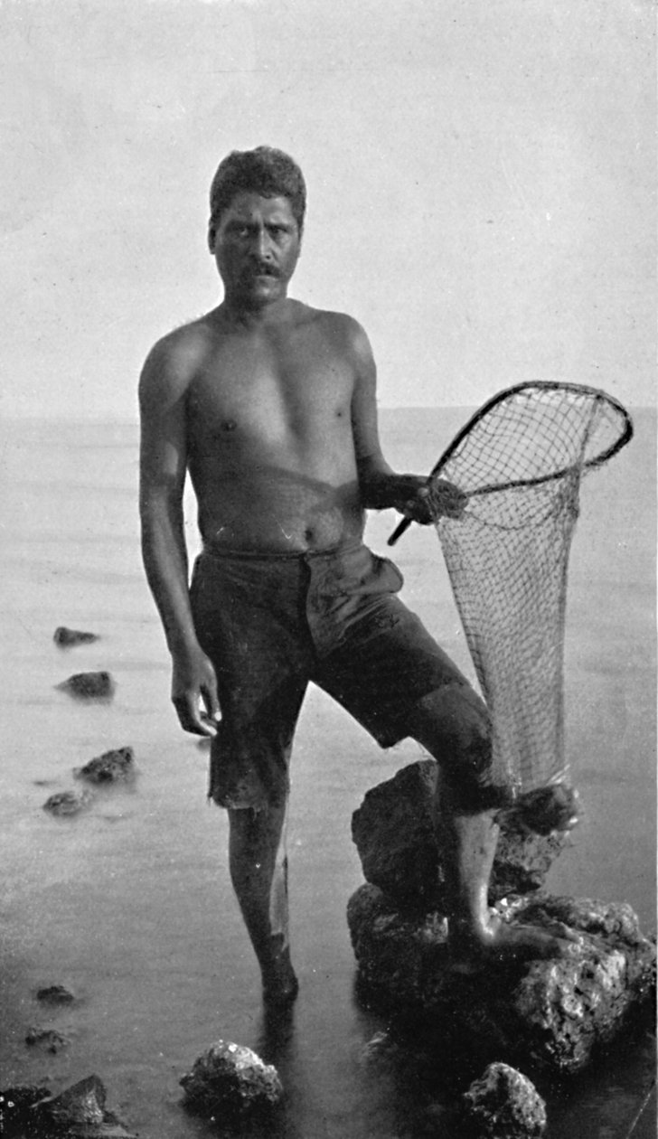 Alkuperäinen katkarapu, Havaiji, verkkonsa kanssa, 1902 tekijältä Unbekannt