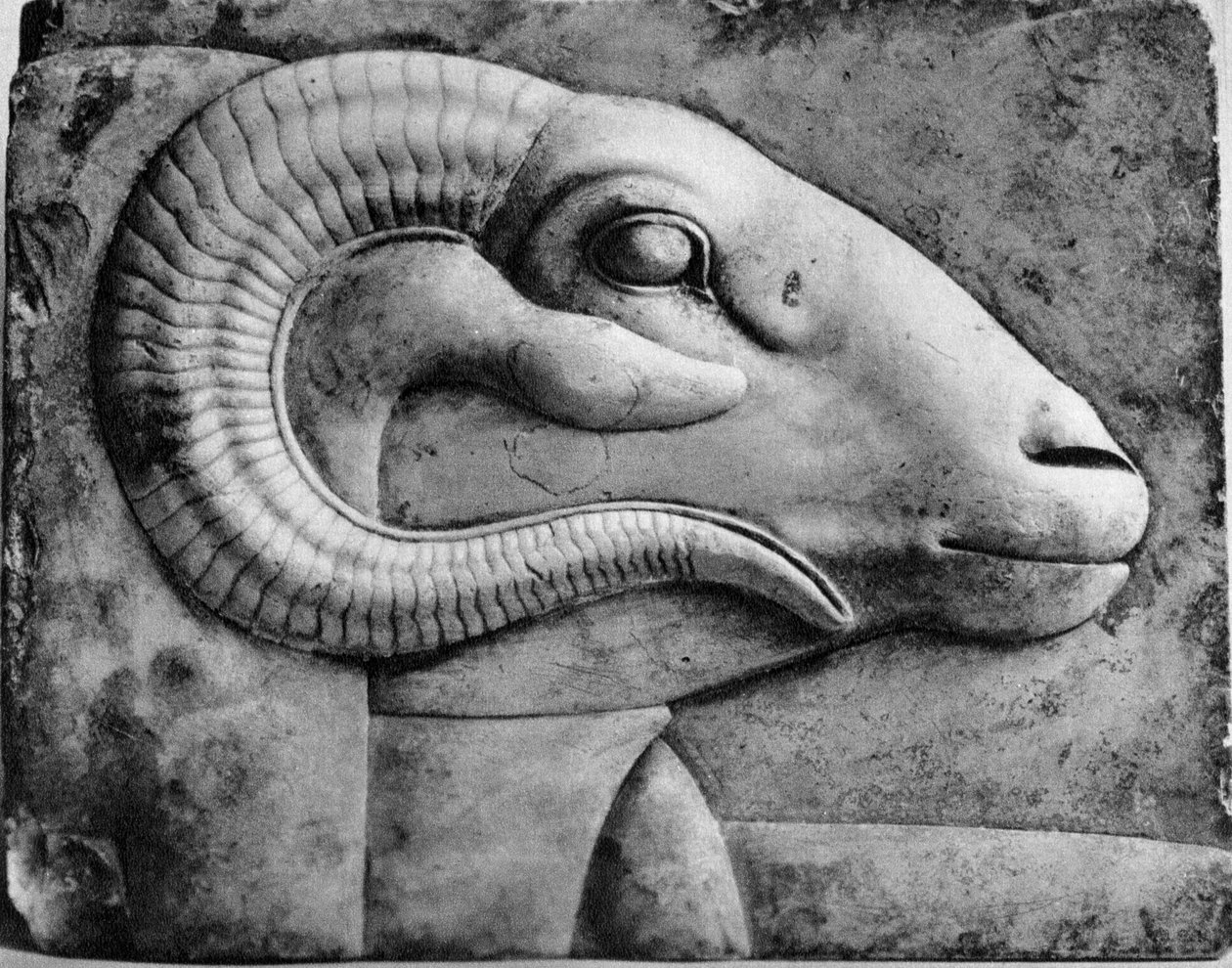 Oinaan pää, Egypti, 1936 tekijältä Unbekannt