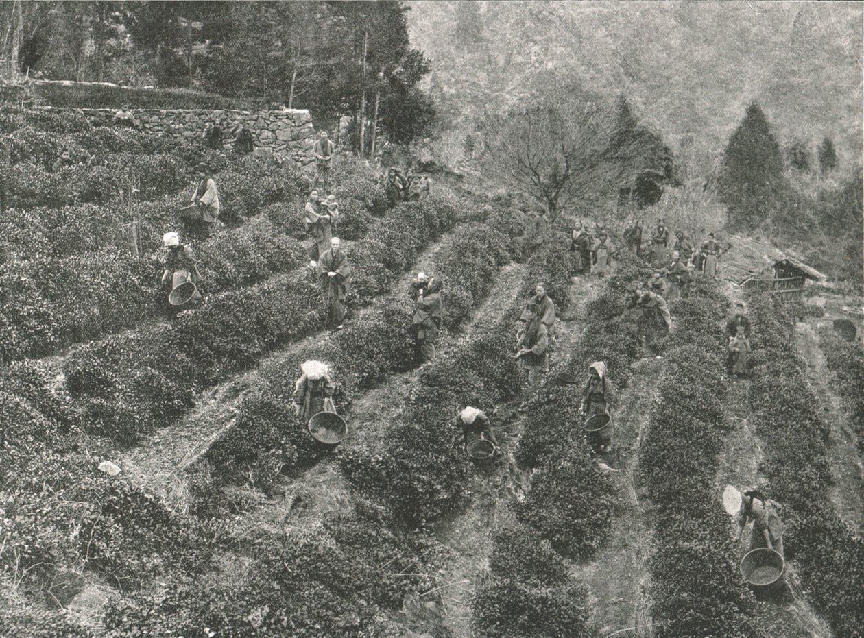 Teeviljelmä kaupungin ulkopuolella, Kobe, Japani, 1895. tekijältä Unbekannt