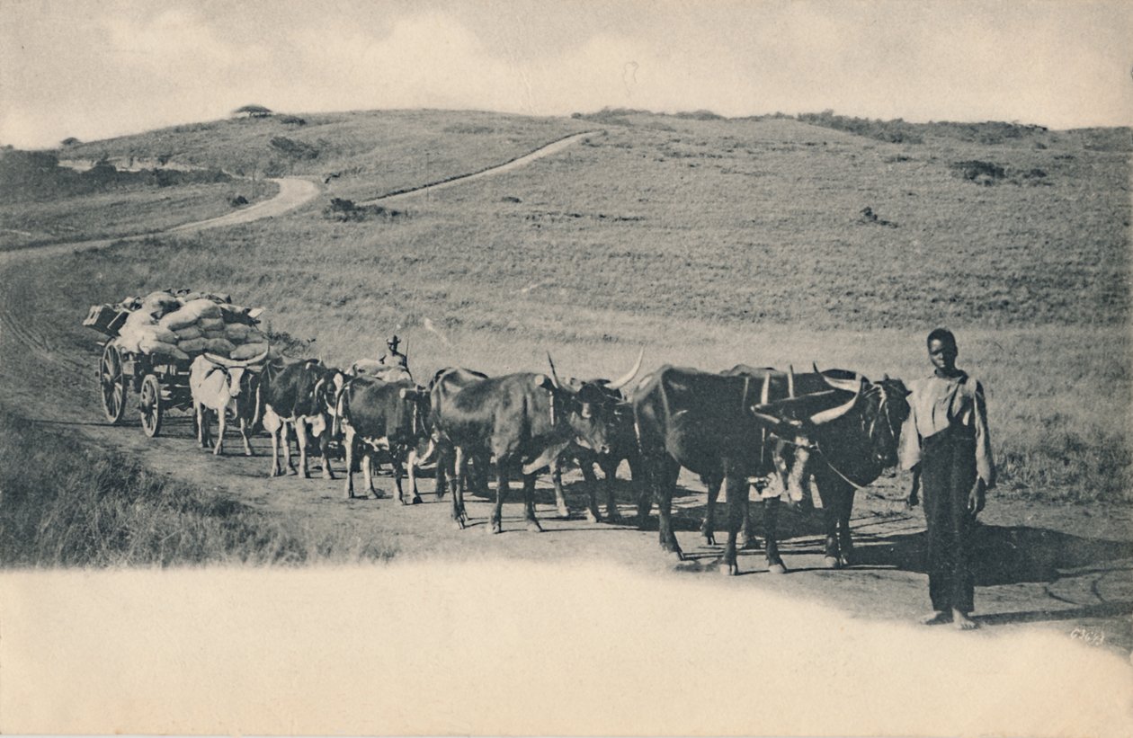 Tyypillinen härkävaunu - Etelä-Afrikka, 1900-luvun alku. tekijältä Unbekannt