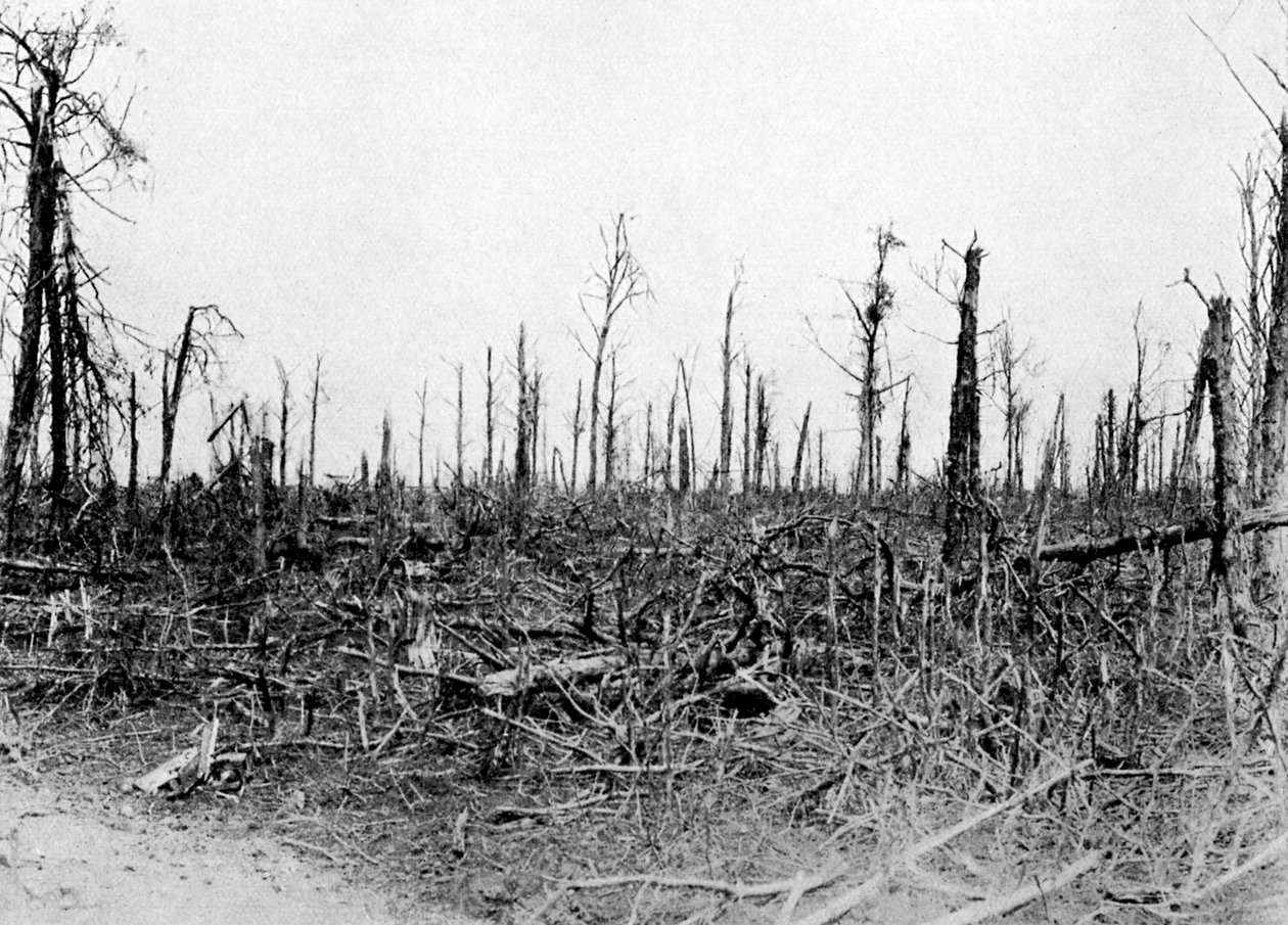 Puu Sommen alueella, Ranska, 1916, c1920 tekijältä Unbekannt