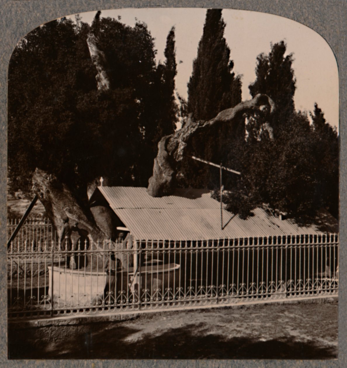 Abraham Oak lähellä Hebronia, 1900 tekijältä Unbekannt
