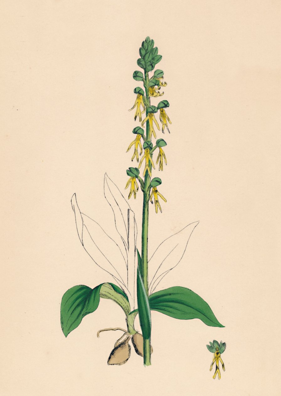 Aceras anthropophora. Man Orchis, 1800-luku tekijältä Unbekannt