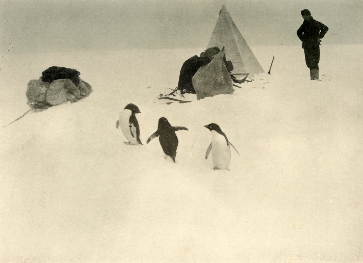 Adelie Penguins Vieraile leirillä c1908, 1909. tekijältä Unbekannt