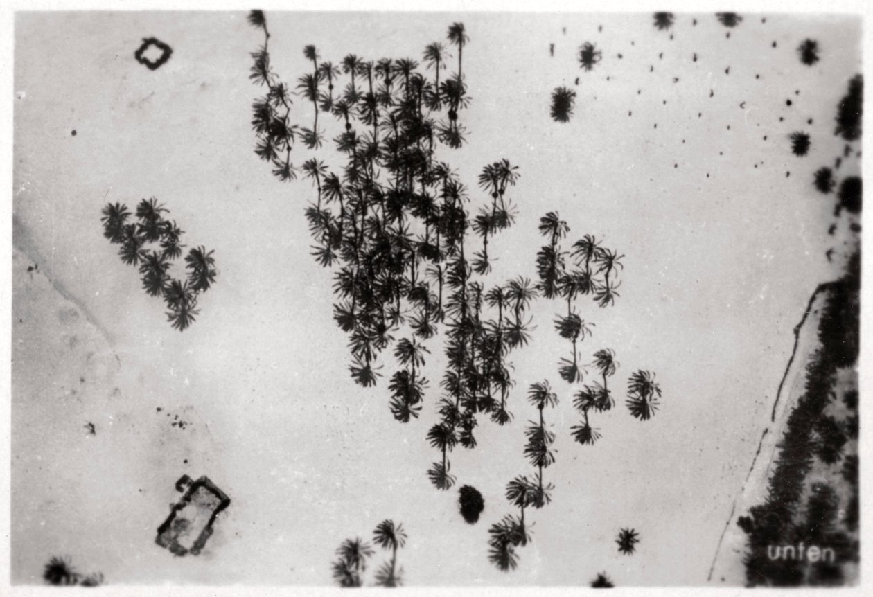 Ilmakuva palmuvarjoista Arabian autiomaassa, Zeppelinistä, 1931 1933 tekijältä Unbekannt