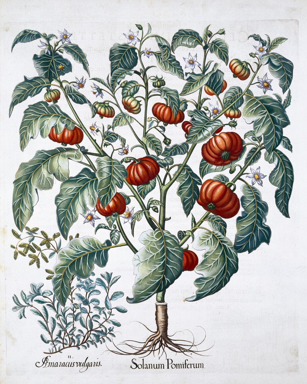 Afrikkalaiset tomaatti- ja meiramikasvit, 1613 tekijältä Unbekannt