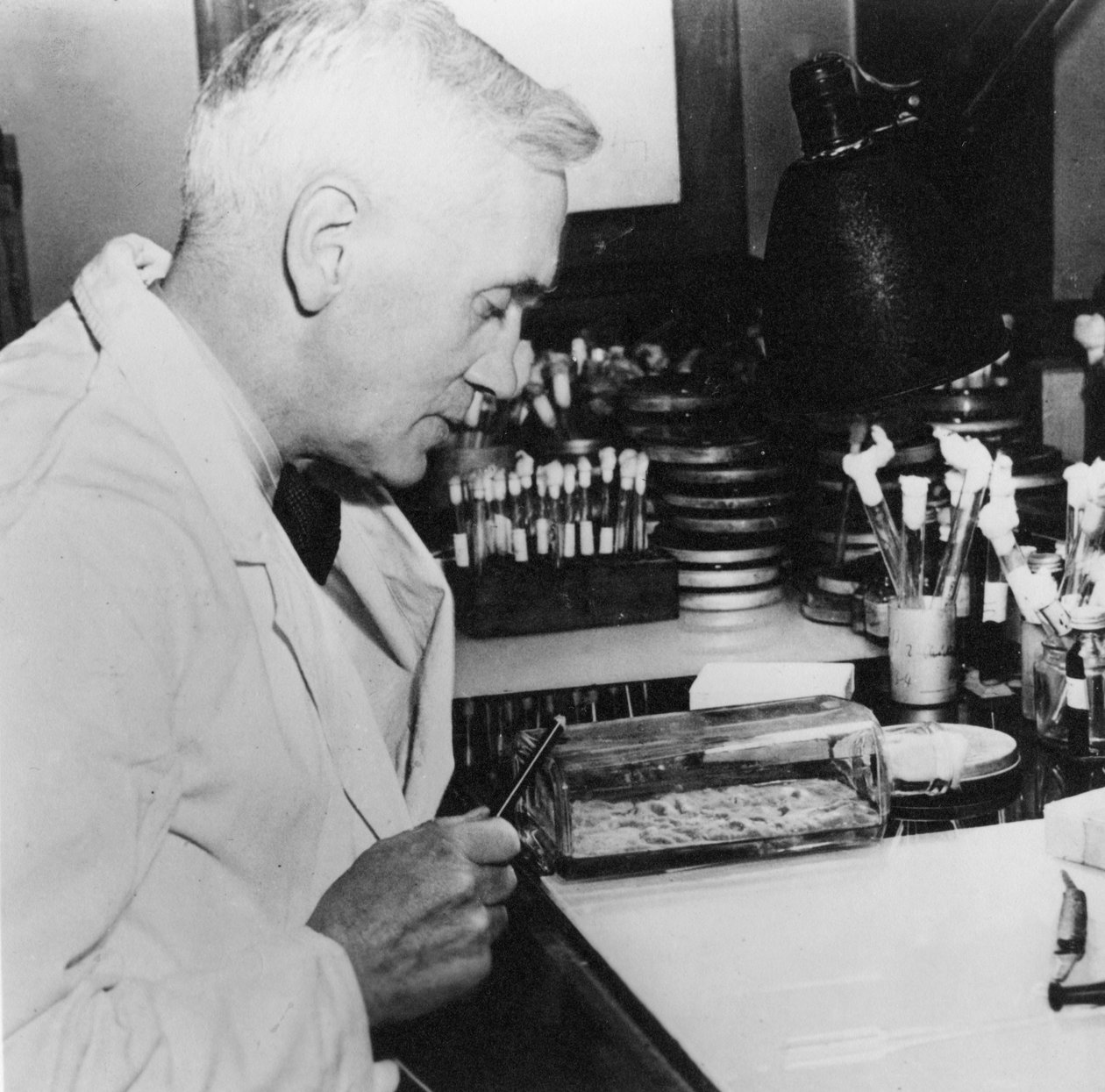 Alexander Fleming, skotlantilainen bakteriologi laboratoriossaan, 1930-luku tekijältä Unbekannt