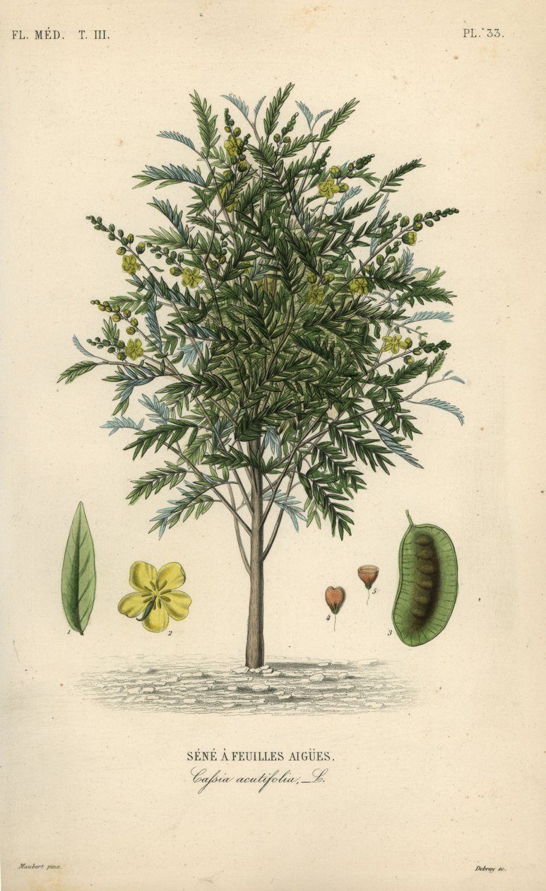 Aleksandrian senna, Senna alexandrina, Cassia acutifolia, Senna a feuilles agues tekijältä Unbekannt