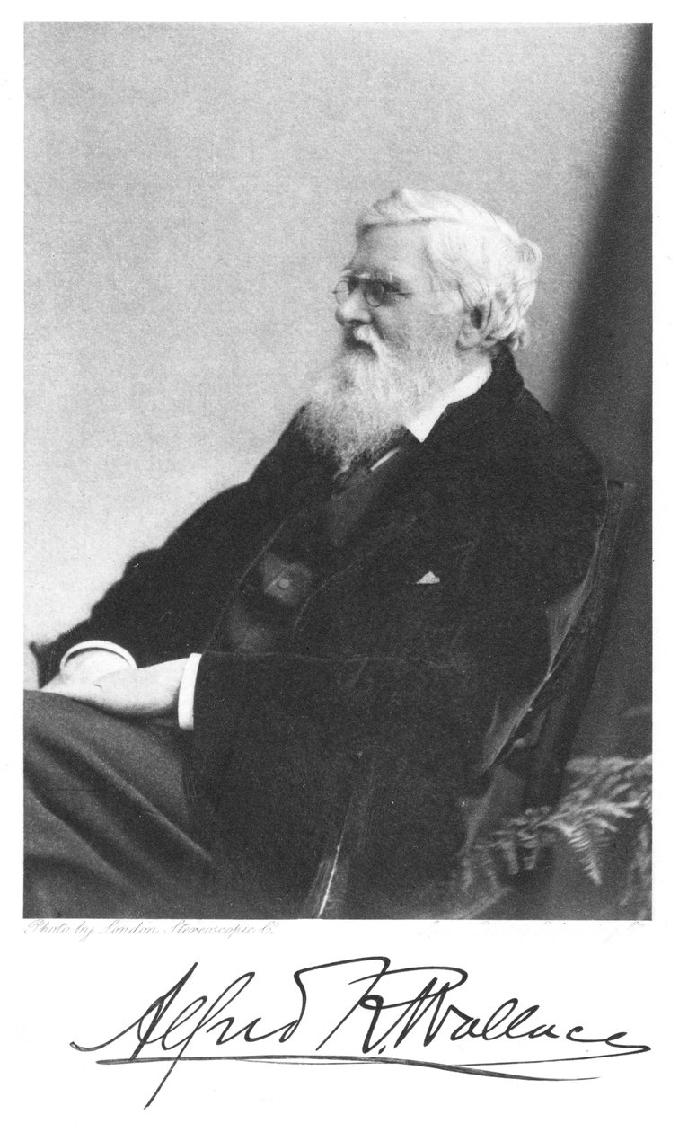 Alfred Russell Wallace, walesilaissyntyinen brittiläinen luonnontieteilijä, 1900 tekijältä Unbekannt