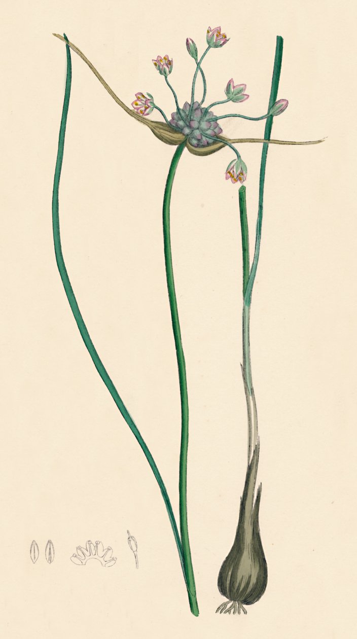 Allium oleraceum var. aito. Peltovalkosipuli, var. a, 1800-luku tekijältä Unbekannt