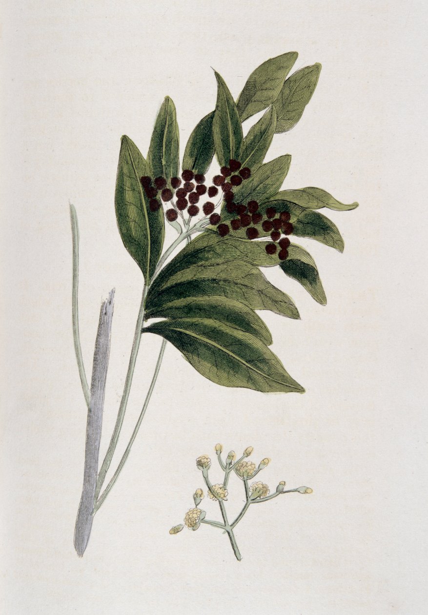 Maustepippuri, 1823 tekijältä Unbekannt