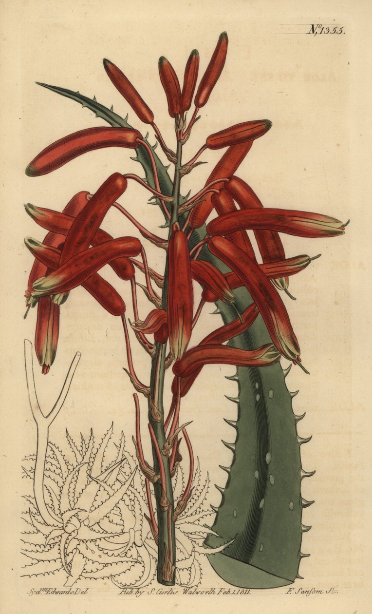 Aloe humilis (omenanvihreälehtinen aloe, Aloe virens) tekijältä Unbekannt