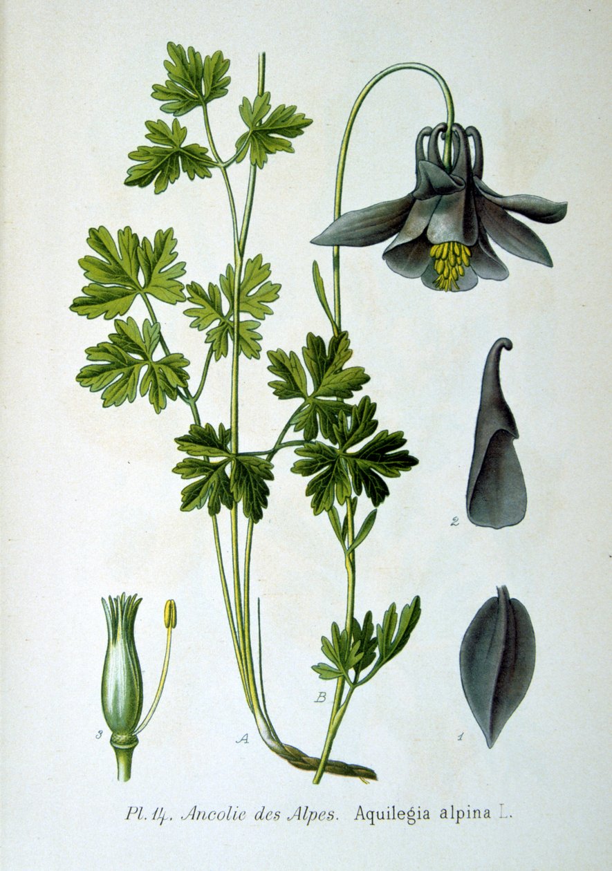 Alppikolumbiini, 1893 tekijältä Unbekannt