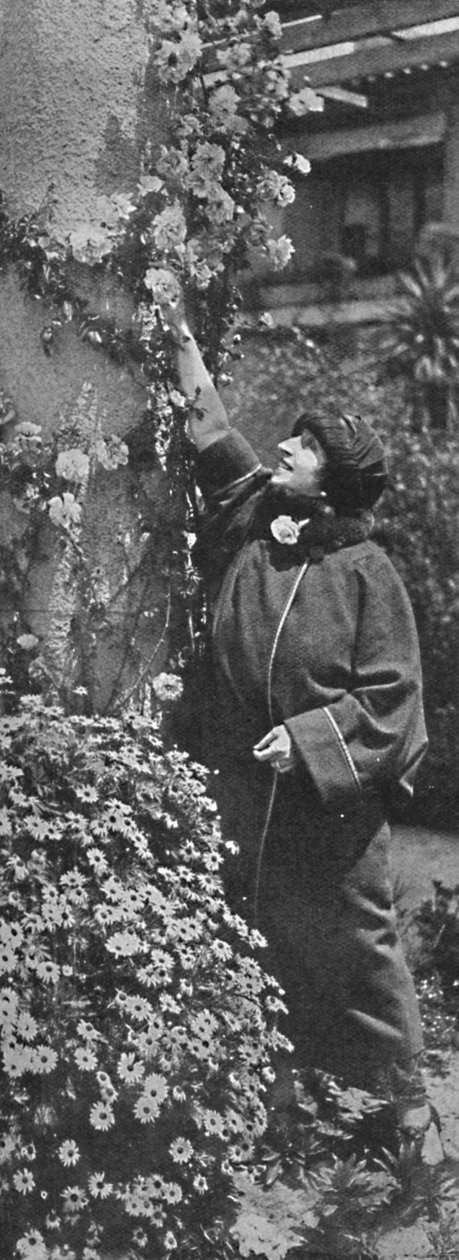 Amelita Galli-Curci - Suuri diiva kerää ruusuja, suosikkikukkiaan, c1925 tekijältä Unbekannt