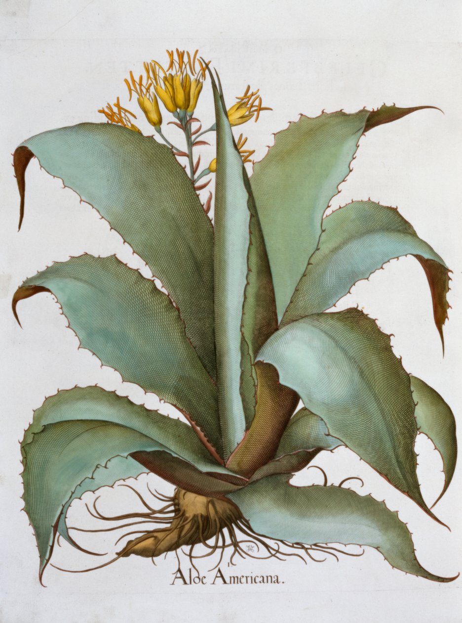 American Aloe Aloe Americana, 1613 tekijältä Unbekannt