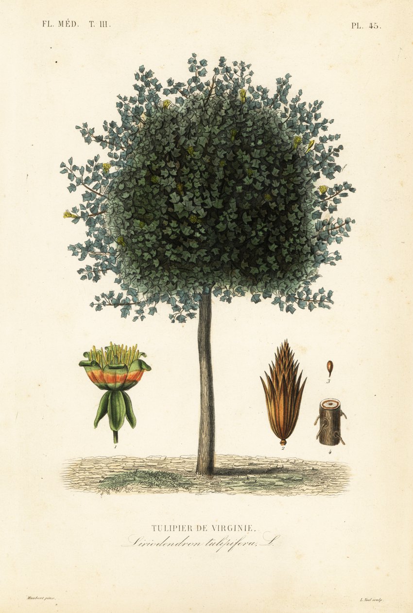 Amerikkalainen tulppaanipuu tai tulppaanipuu, Liriodendron tulipifera, Tulipier de Virginie tekijältä Unbekannt