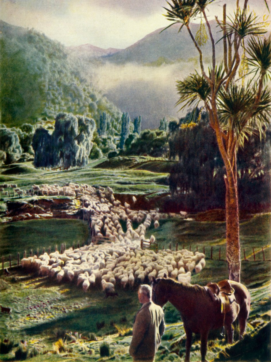 Amid the Beauties of New Zealands Sheep Farms, c1948. tekijältä Unbekannt